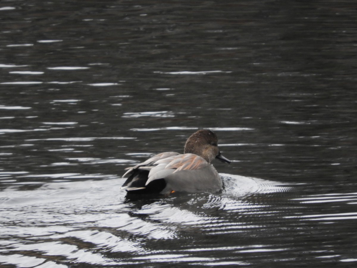 Gadwall - Cherie St.Ours