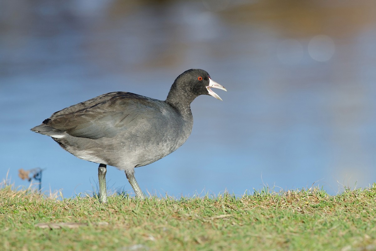 American Coot (Red-shielded) - ML51404841