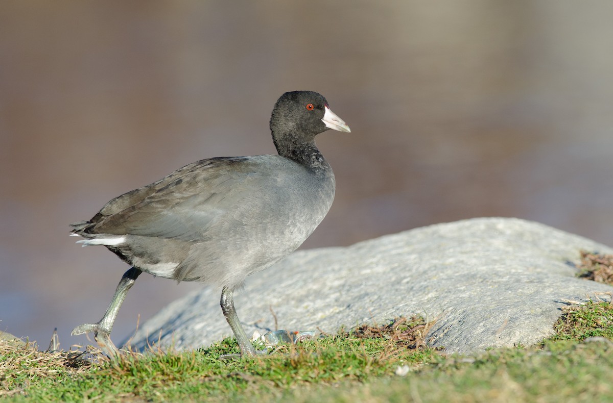 American Coot (Red-shielded) - Alix d'Entremont