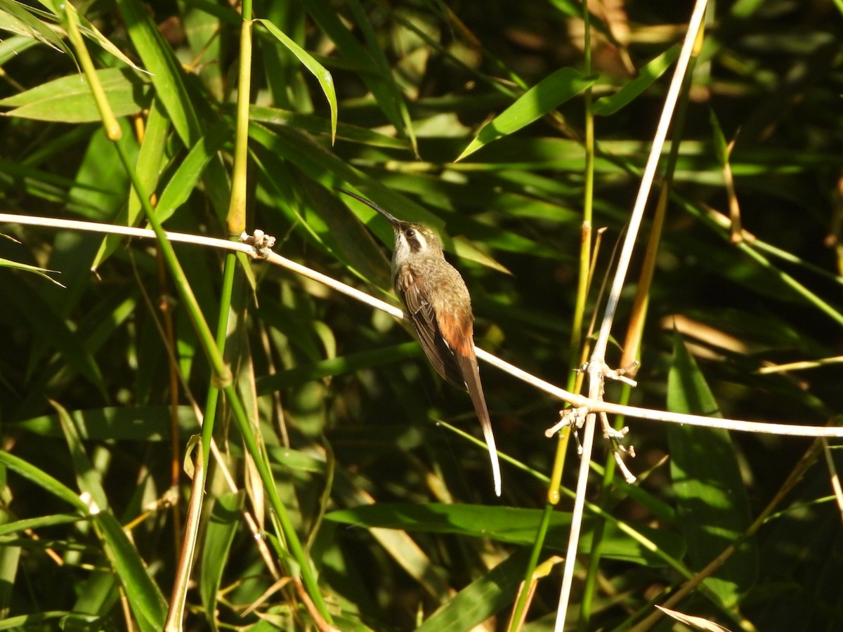 Sooty-capped Hermit - ML514052211