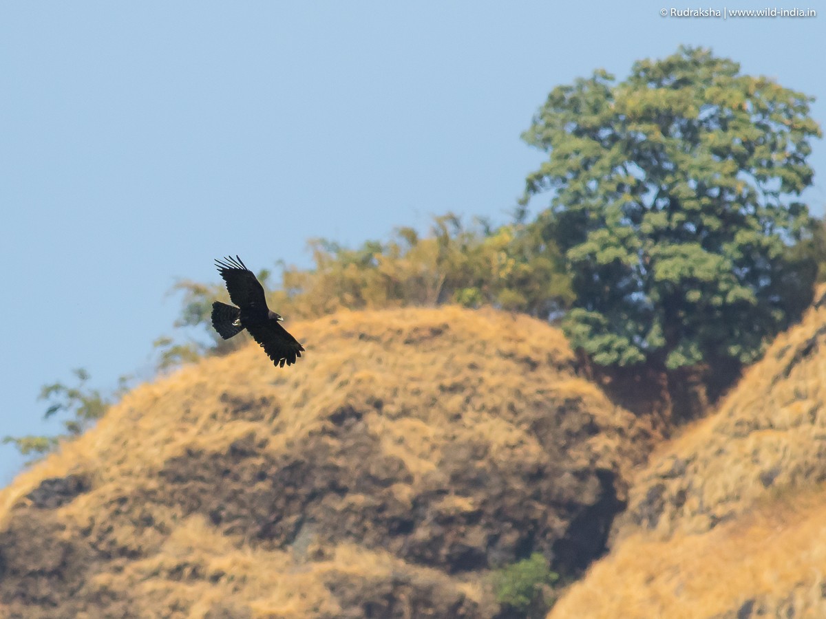 Black Eagle - Rudraksha Chodankar