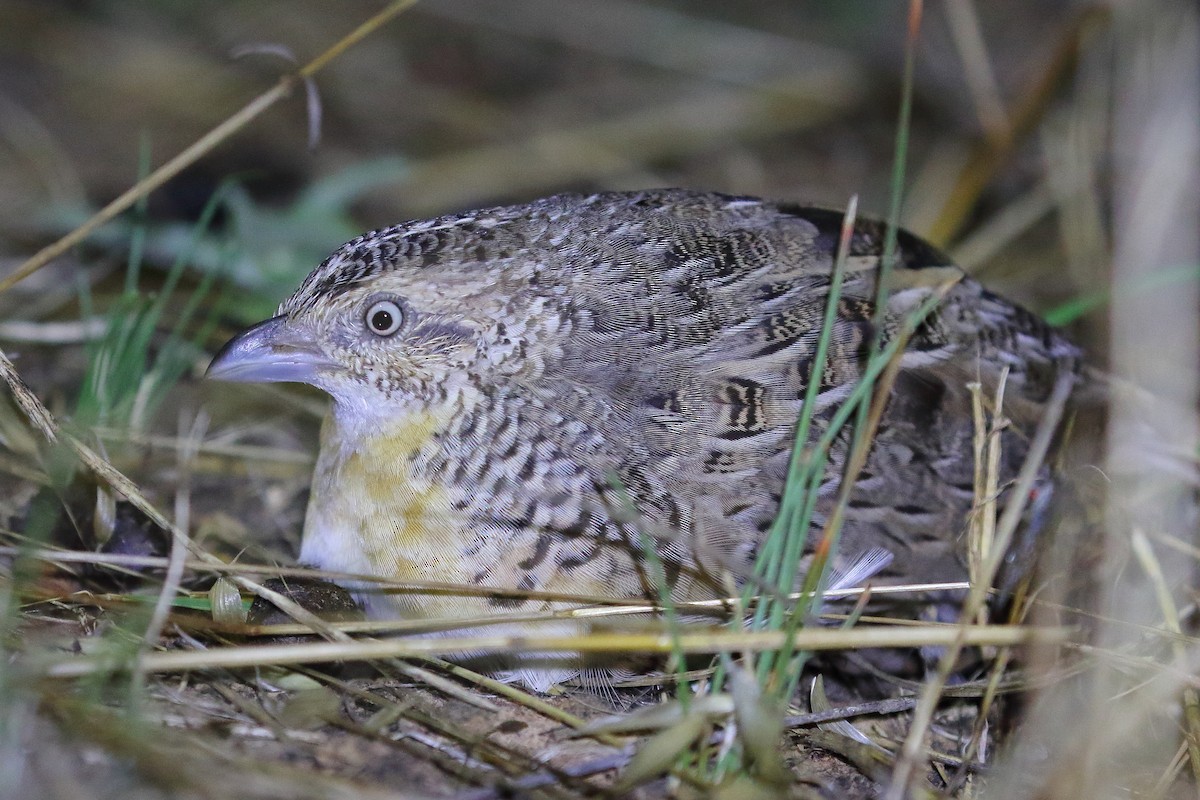Red-chested Buttonquail - ML514056511