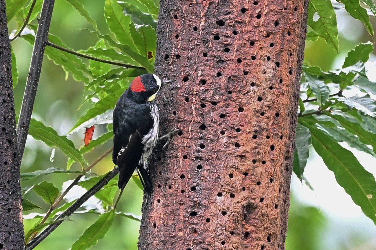 Acorn Woodpecker - ML514058921