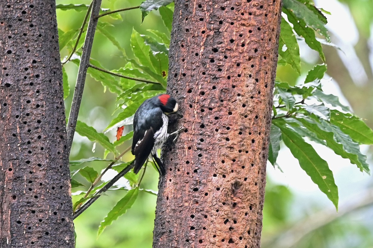 Acorn Woodpecker - ML514059001