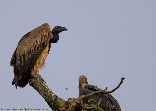 Slender-billed Vulture - Sumanta Pramanick
