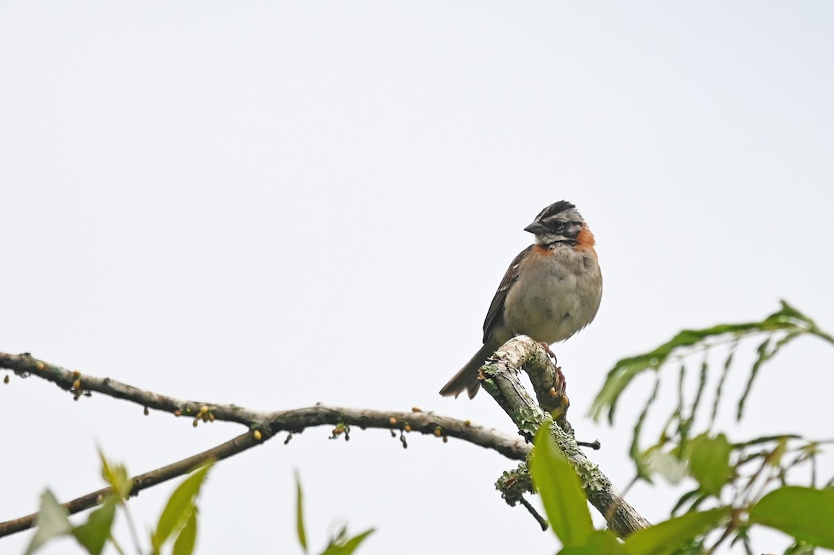 Rufous-collared Sparrow - ML514061311