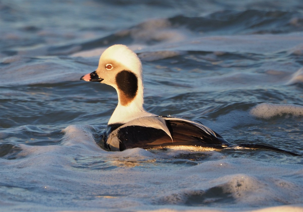 Long-tailed Duck - ML514061921