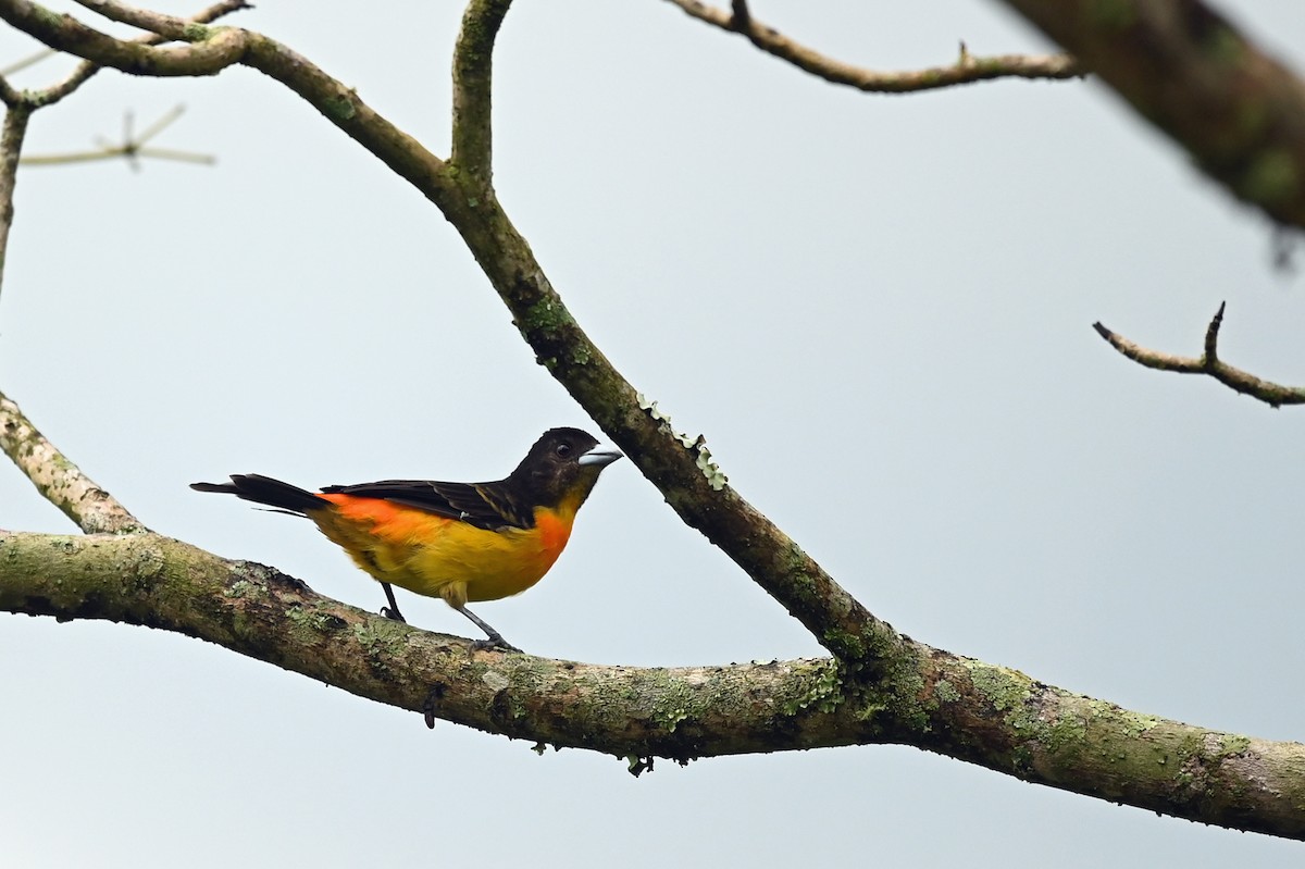Flame-rumped Tanager - ML514061951