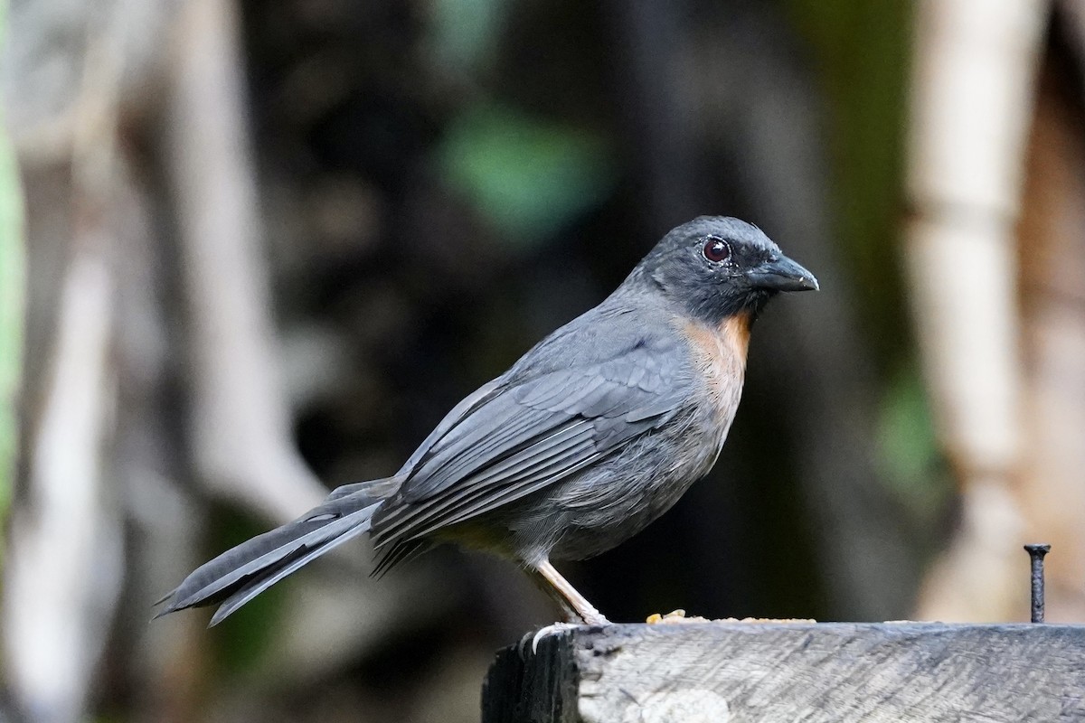 Black-cheeked Ant-Tanager - ML514062361