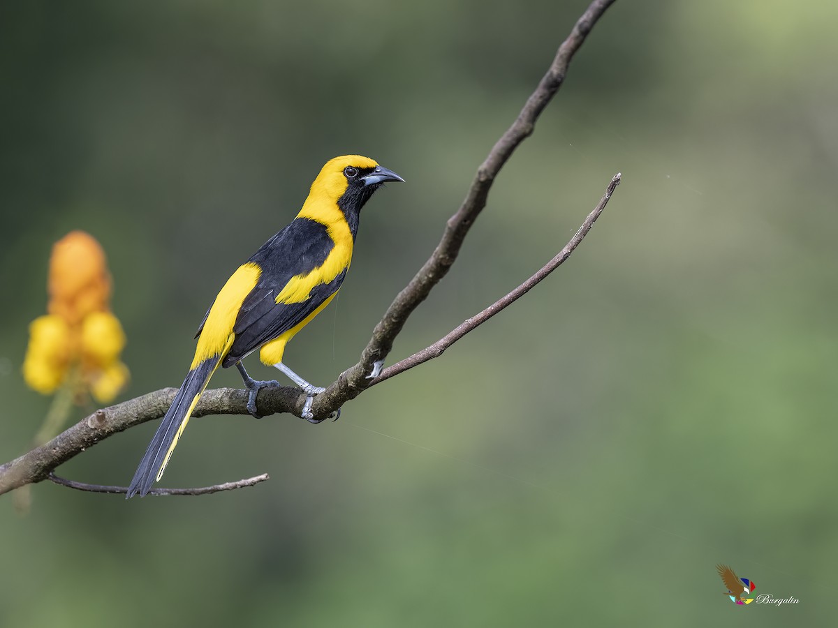 Yellow-tailed Oriole - ML514063501