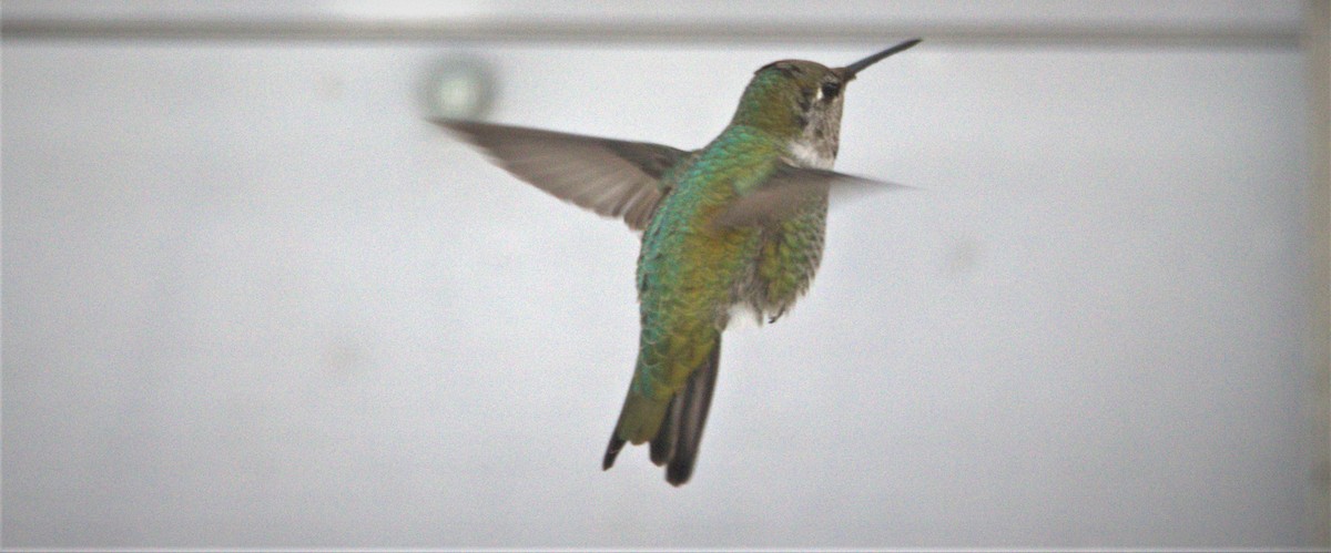 Anna's Hummingbird - ML514069371