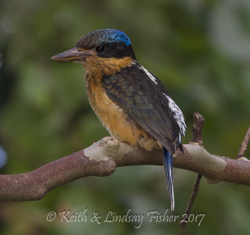 Buff-breasted Paradise-Kingfisher - Keith & Lindsay Fisher