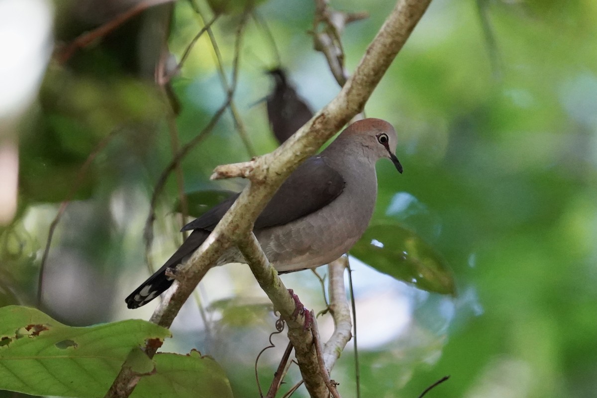 Gray-chested Dove - ML514074731