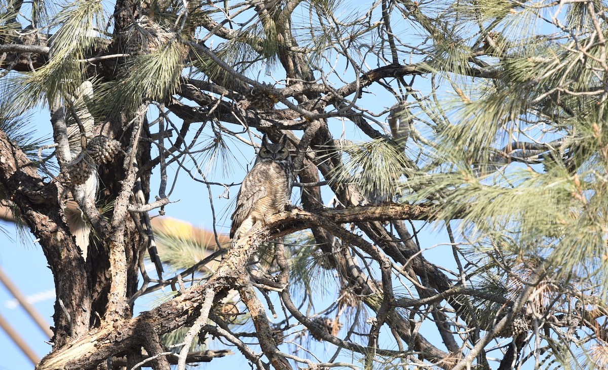 Great Horned Owl - ML514080561