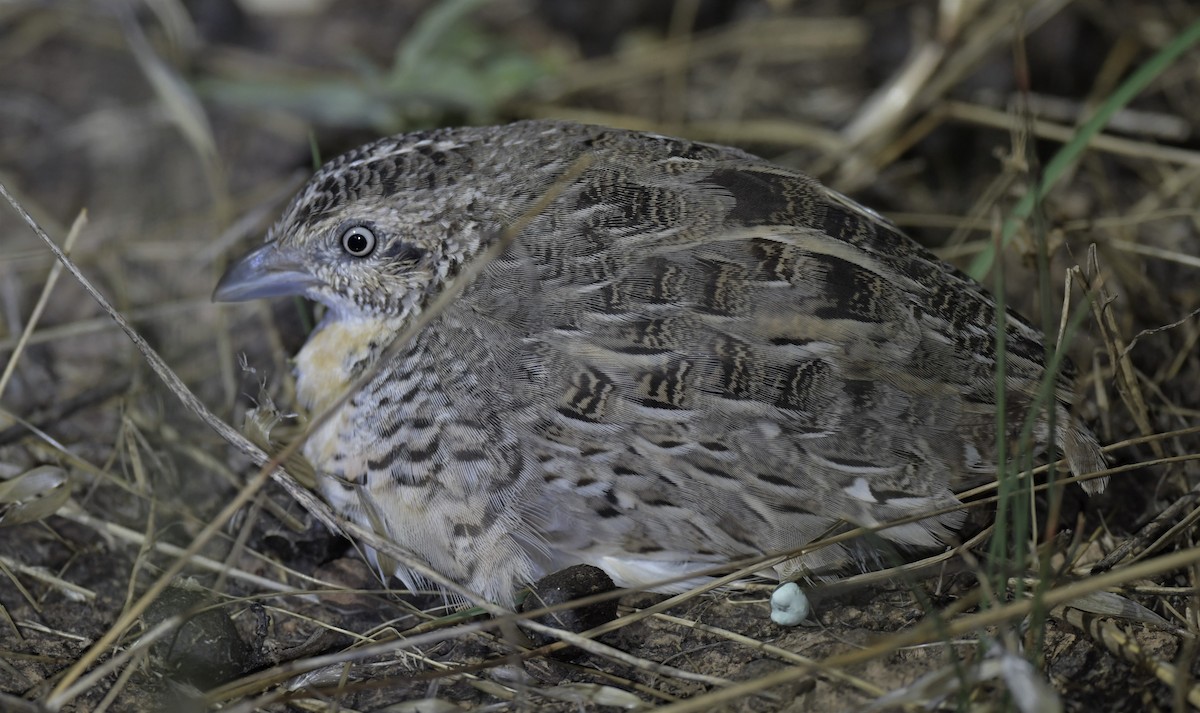 Red-chested Buttonquail - ML514080591