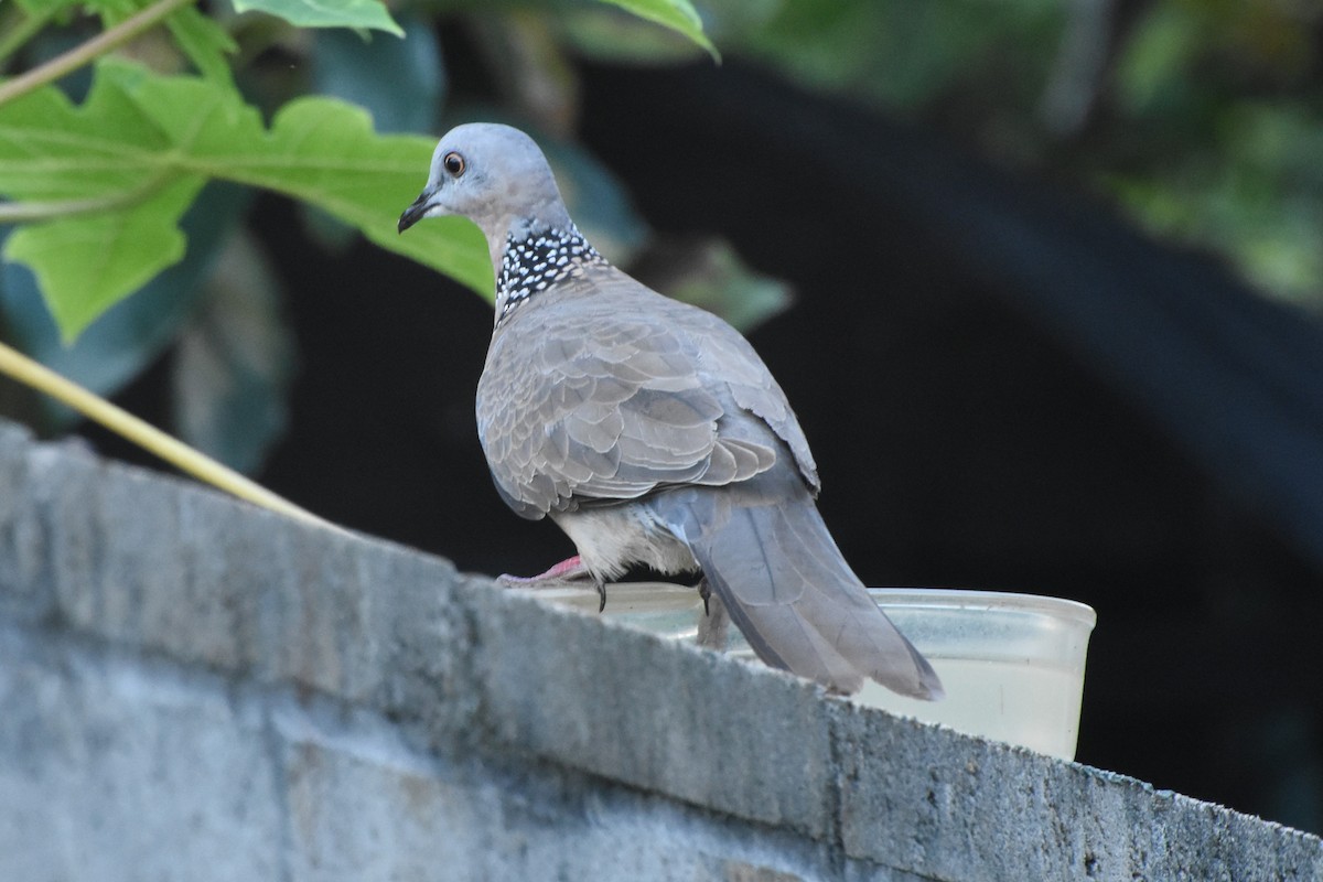 Spotted Dove - ML514086851