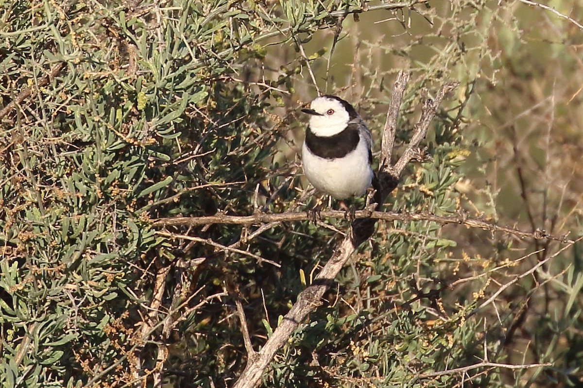 White-fronted Chat - ML514087891