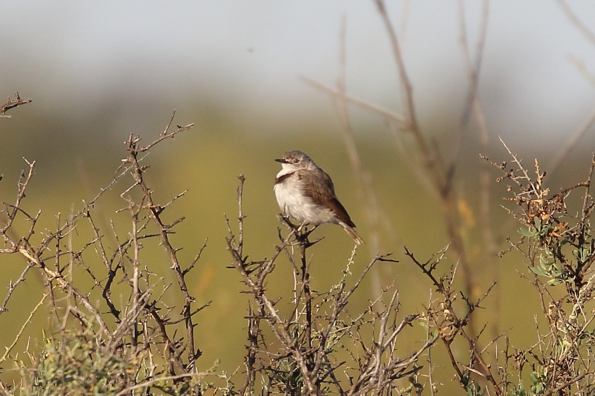 White-fronted Chat - ML514087901