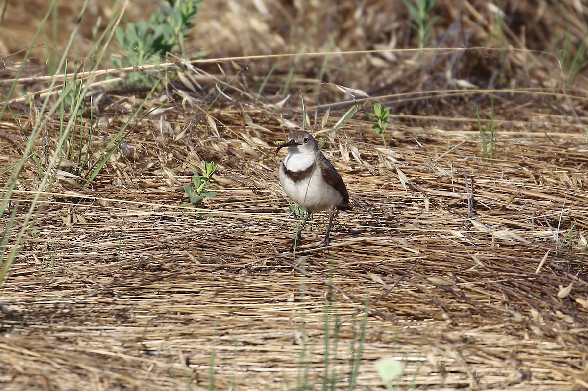 White-fronted Chat - ML514087911