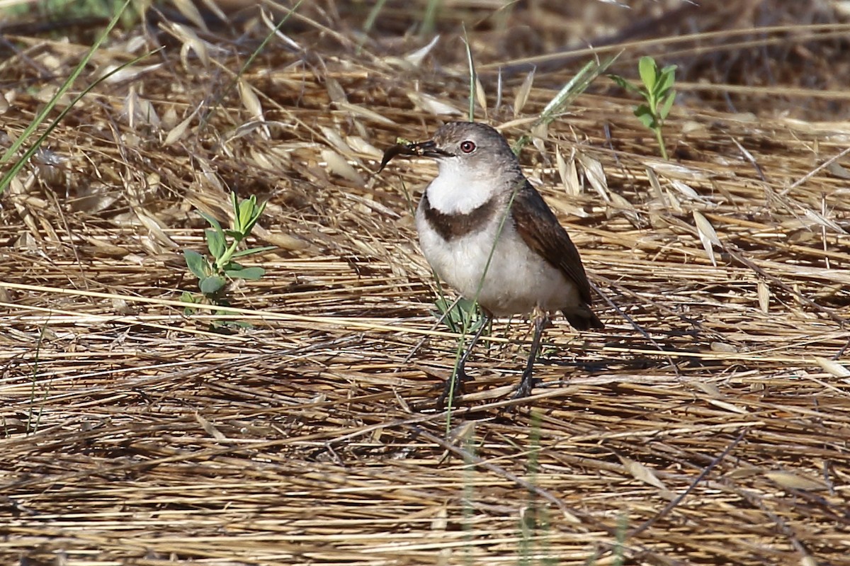 White-fronted Chat - ML514087921