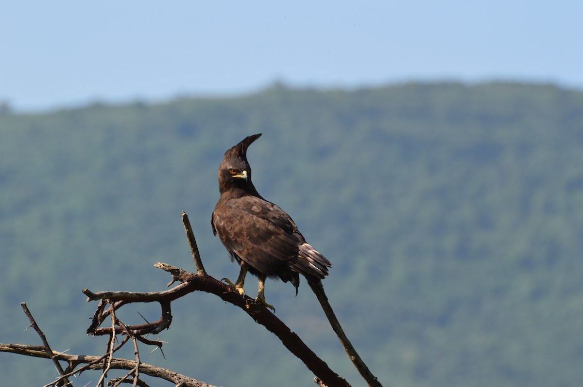 Long-crested Eagle - Christopher Gilbert