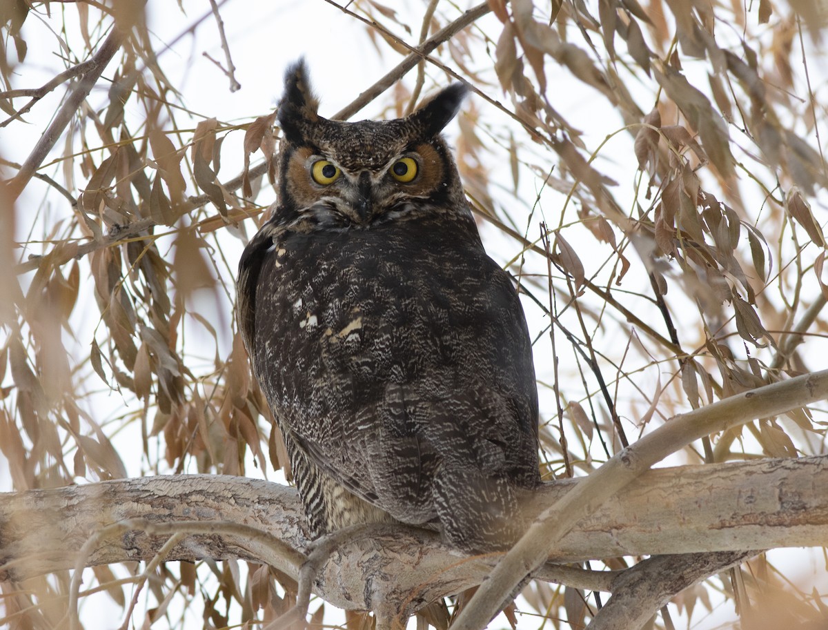 Great Horned Owl - ML514094301