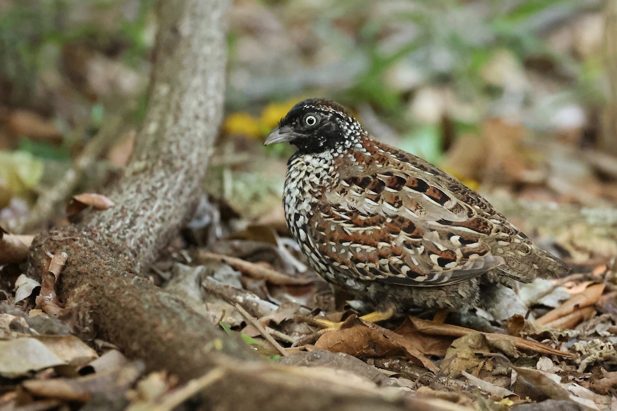 Black-breasted Buttonquail - ML514100471