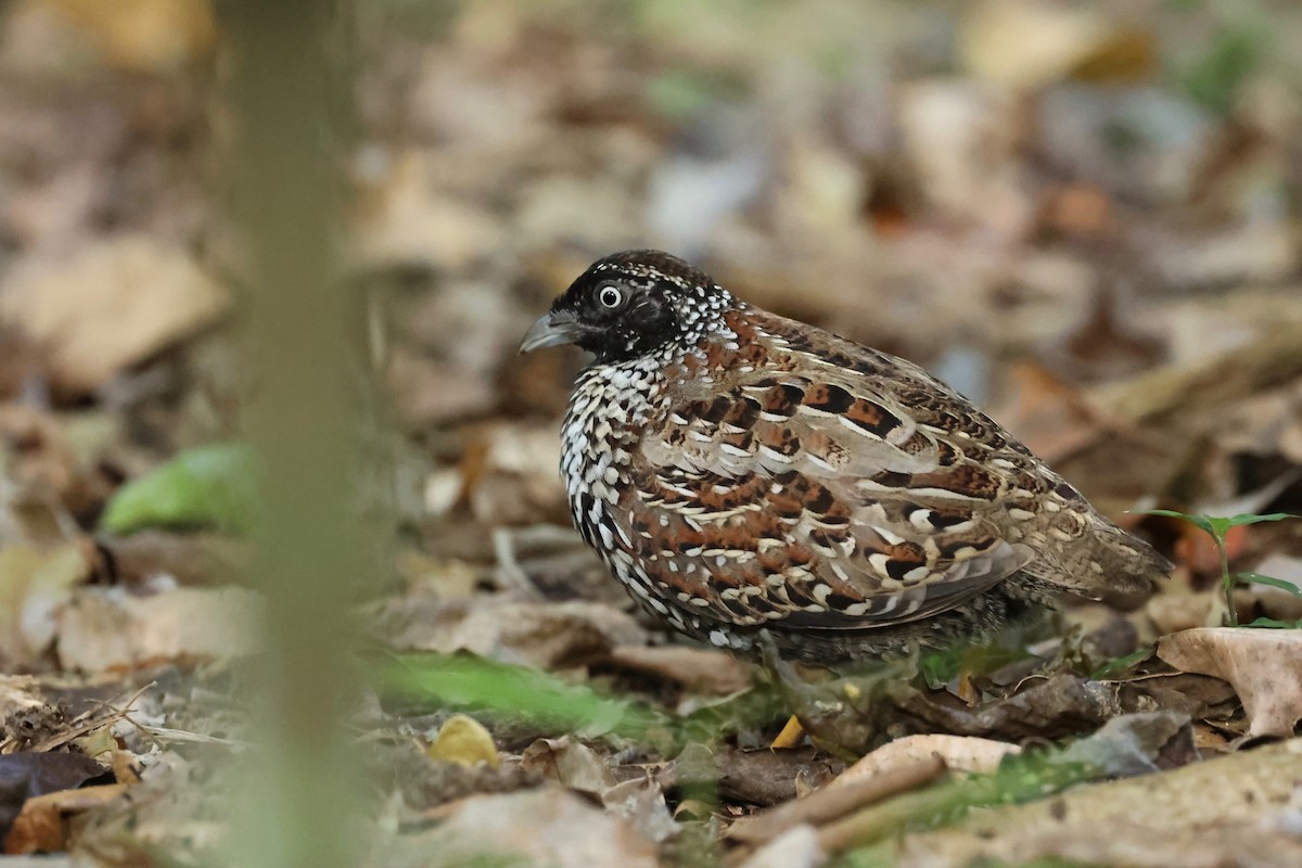 Black-breasted Buttonquail - ML514100481