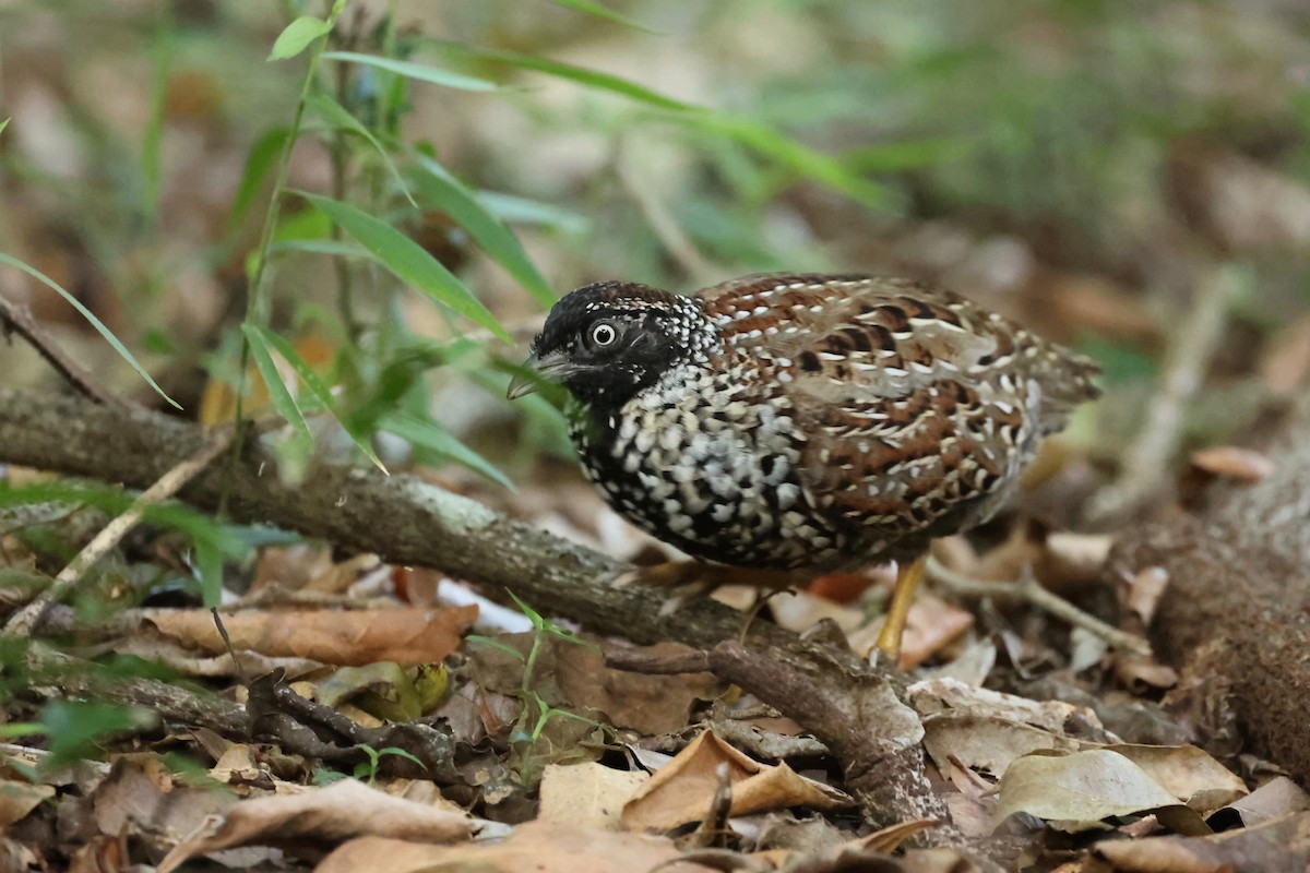 Black-breasted Buttonquail - ML514100491