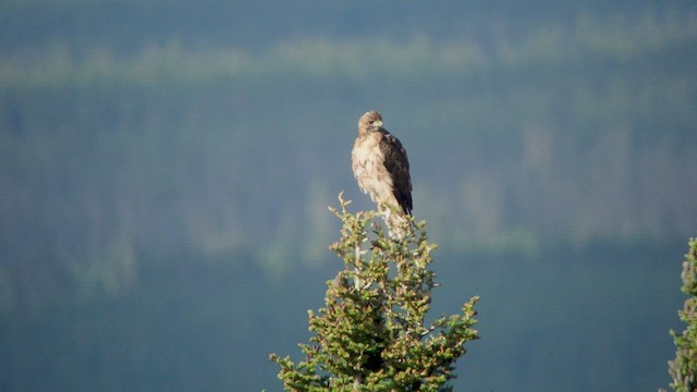 Red-tailed Hawk - ML514101921