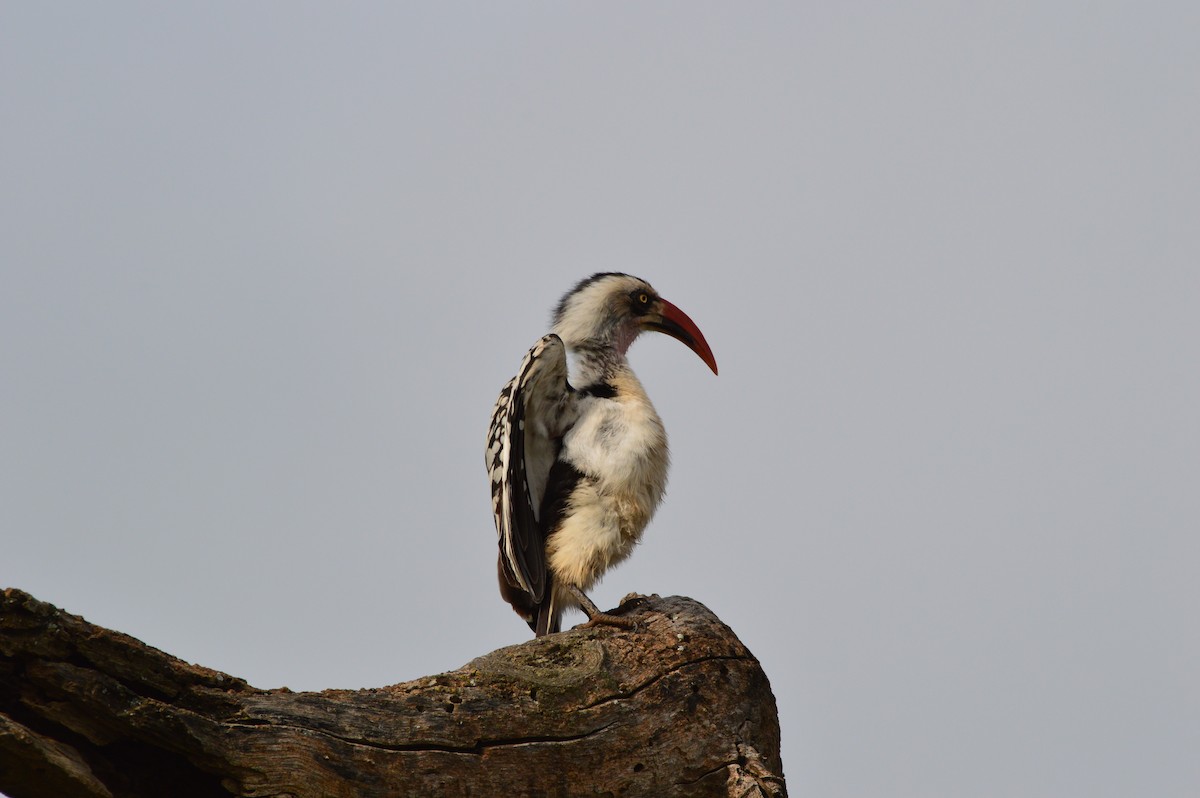 Tanzanian Red-billed Hornbill - ML51410211