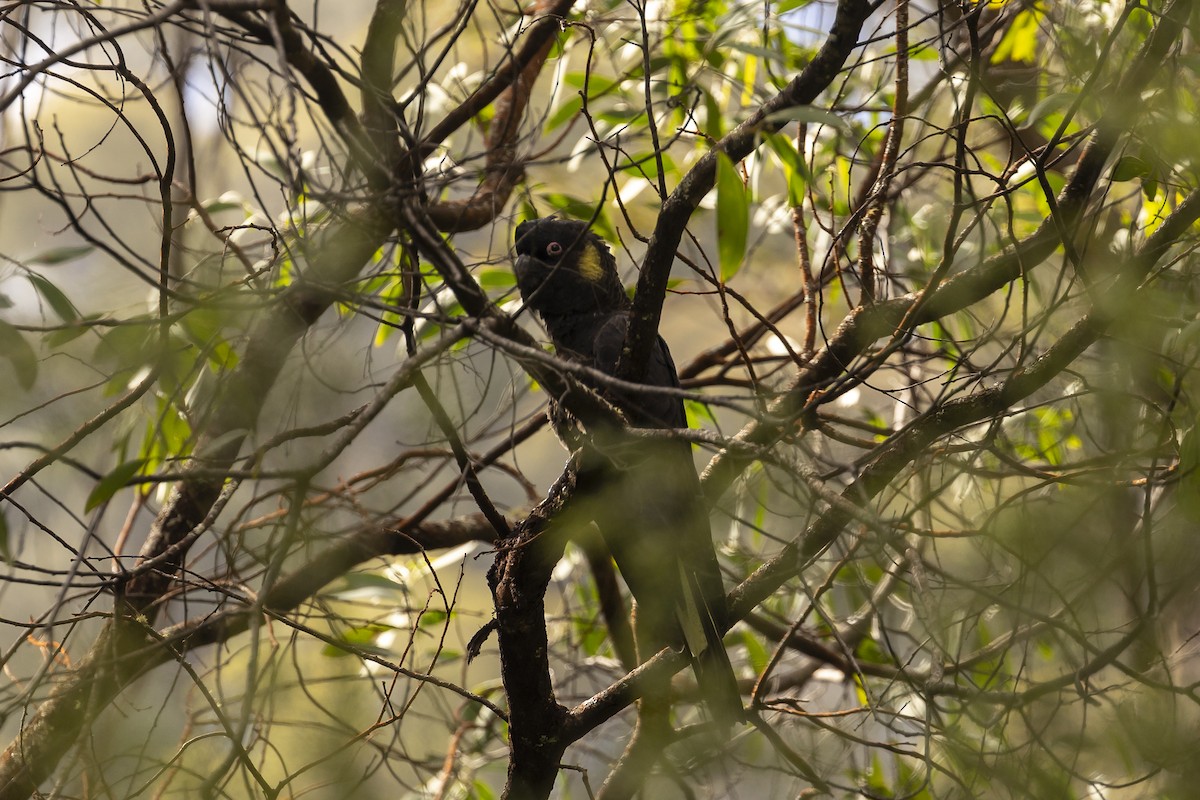 Yellow-tailed Black-Cockatoo - ML514102391