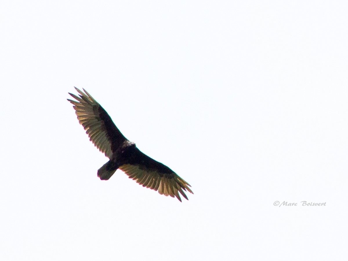 Turkey Vulture - ML51411191