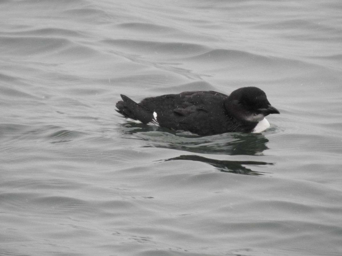 Thick-billed Murre - ML51411281