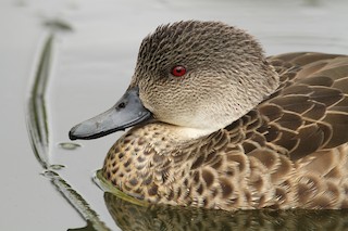 Gray Teal, ML51411521