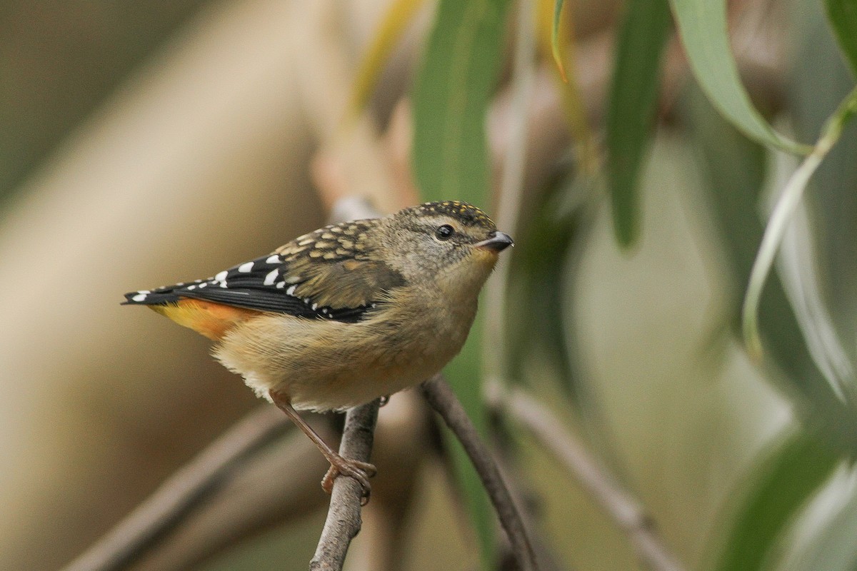 Spotted Pardalote - ML51412091
