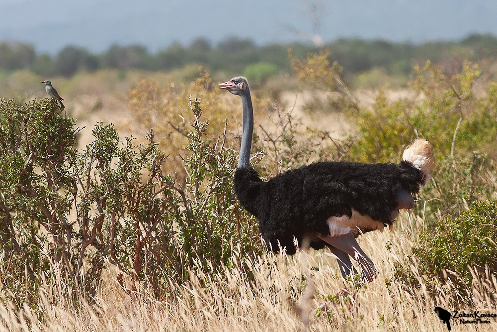 Common Ostrich - Zoltan Kovacs