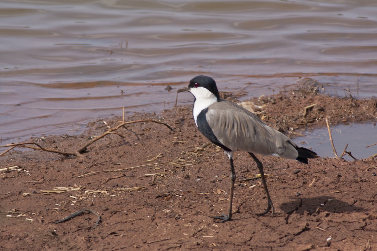 Spur-winged Lapwing - ML514122501