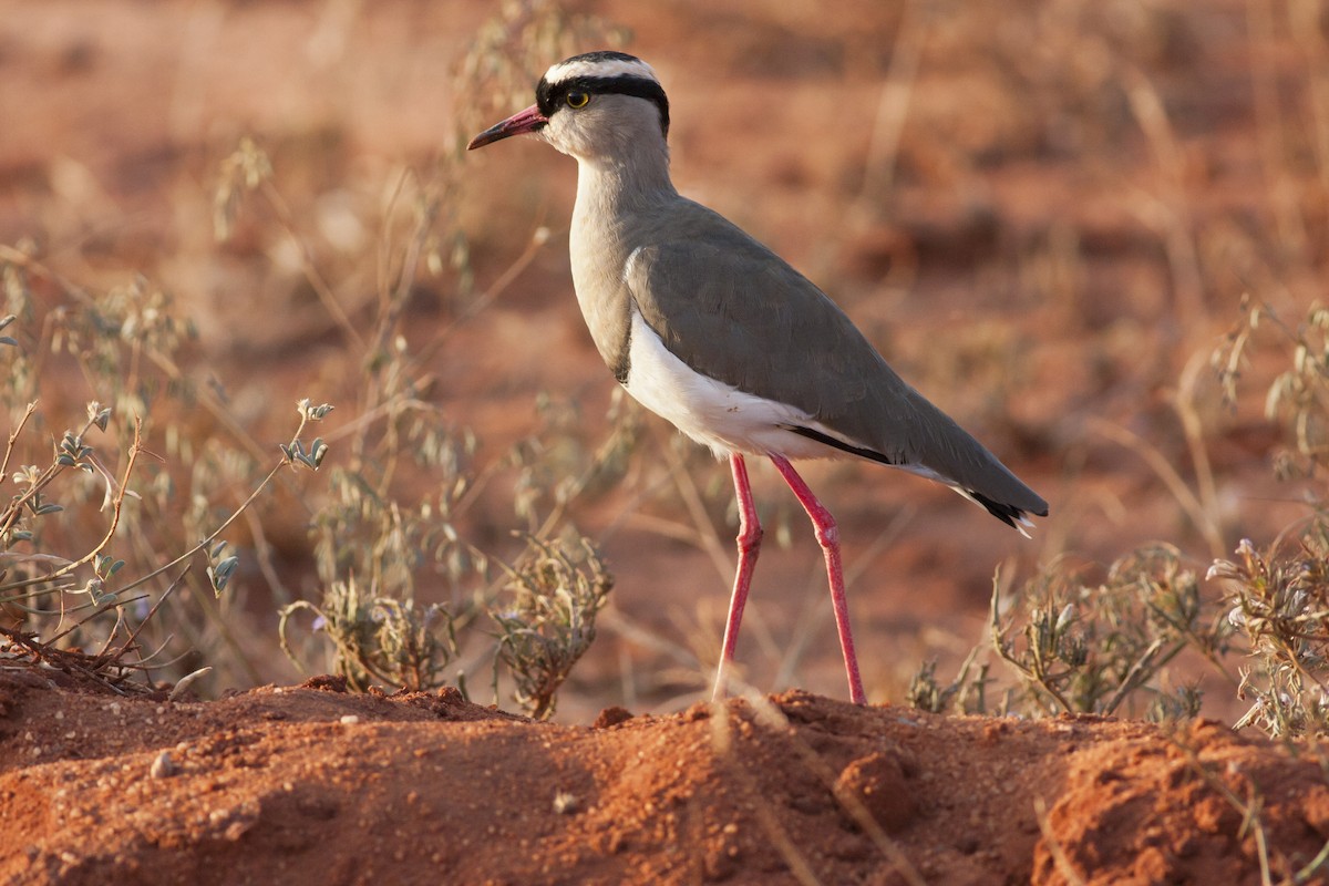Crowned Lapwing - ML514122751