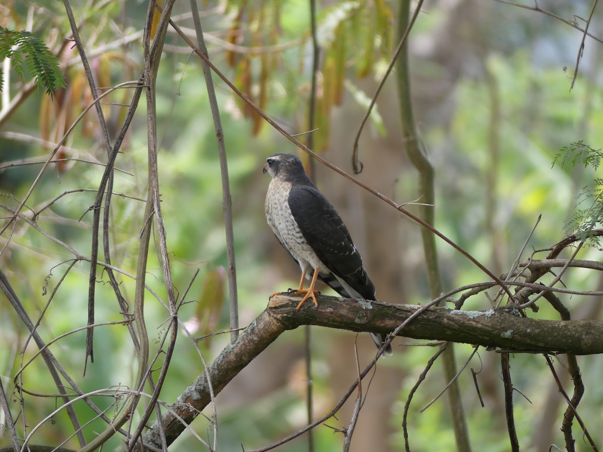 Ovambo Sparrowhawk - Steve Clark
