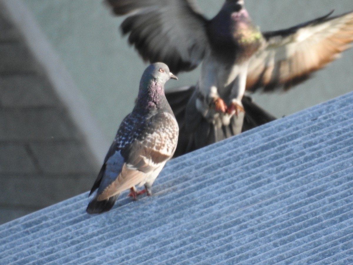 Rock Pigeon (Feral Pigeon) - ML514127821