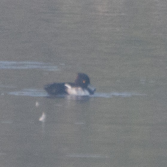 Tufted Duck - ML514128041