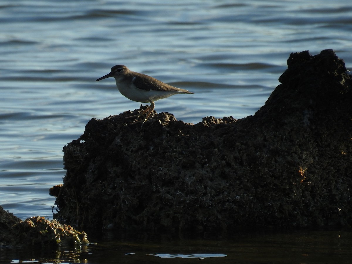 Spotted Sandpiper - Michael Weisensee