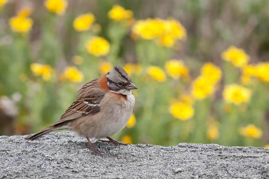 Rufous-collared Sparrow (Rufous-collared) - Ariel Cabrera Foix