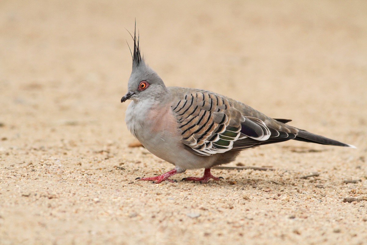 Crested Pigeon - ML51412911