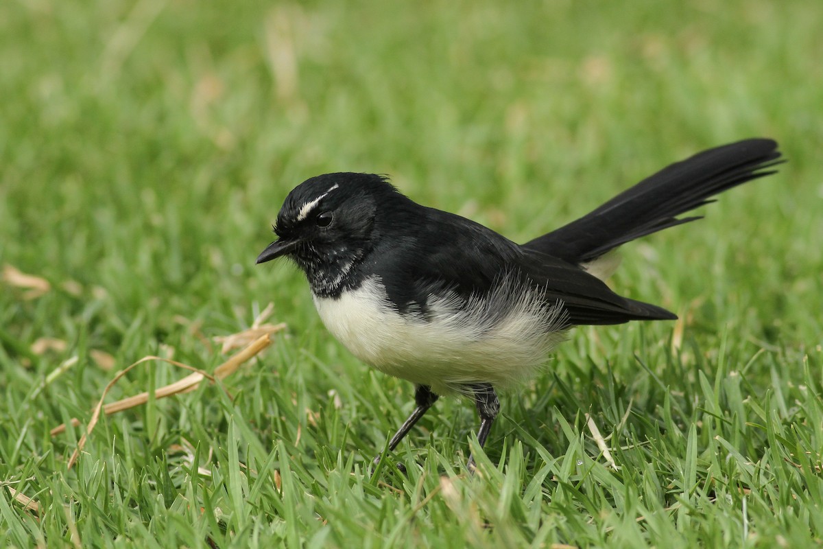 Willie-wagtail - ML51413011