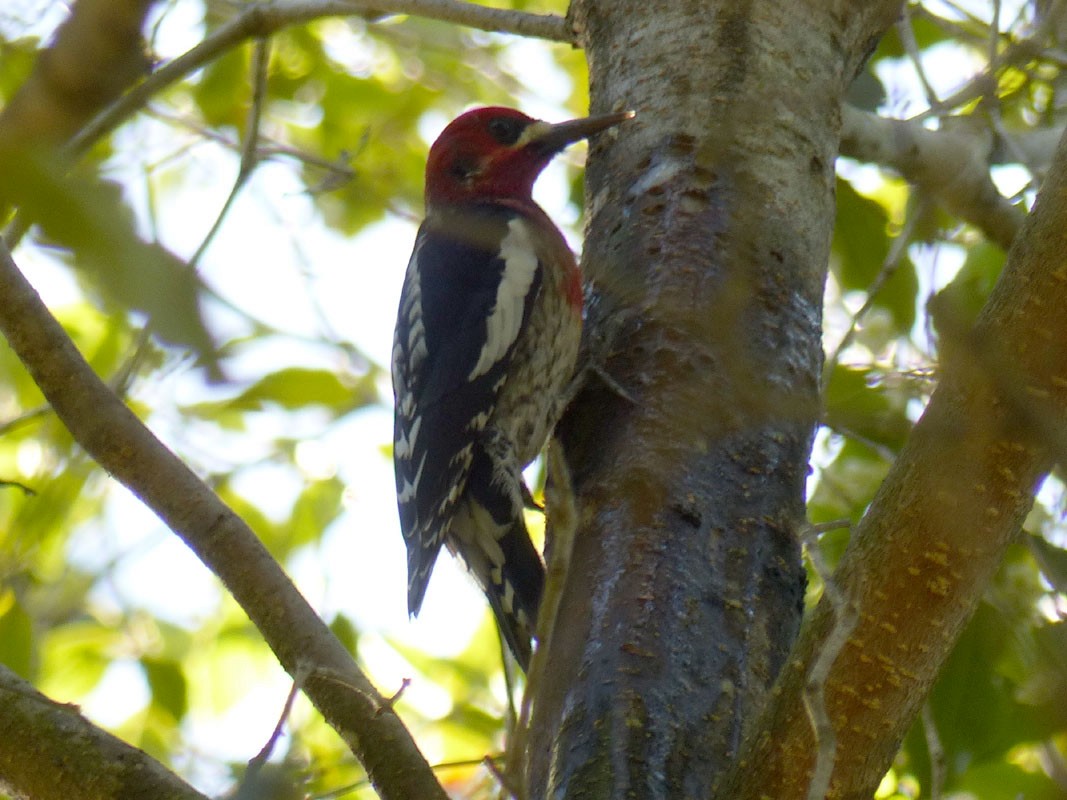 Red-breasted Sapsucker - ML51413061