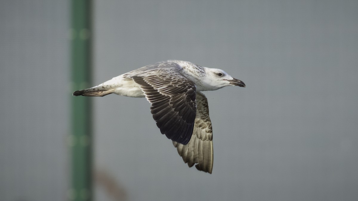 Lesser Black-backed Gull (Heuglin's) - ML514132391