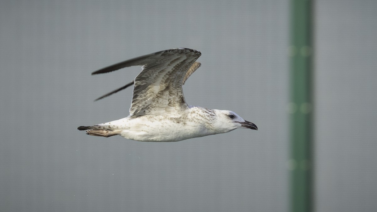 Lesser Black-backed Gull (Heuglin's) - ML514132401
