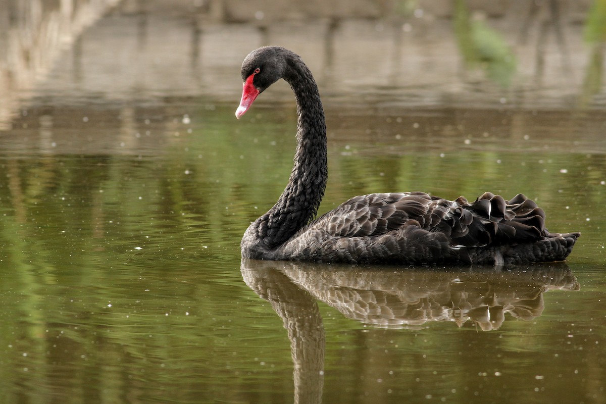 Black Swan - ML51413531